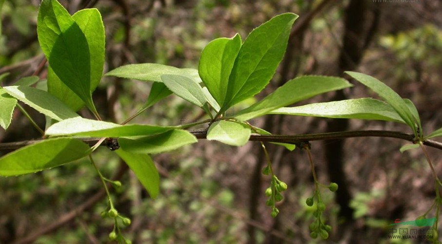 首陽小檗 