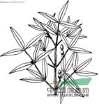狹葉鏈珠藤 