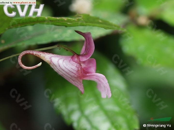 貝苞鳳仙花 