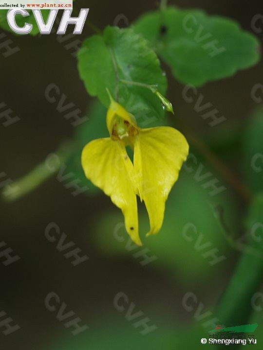 波緣鳳仙花 