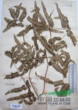 柳葉海金沙 