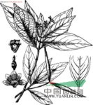 紅杜仲藤 