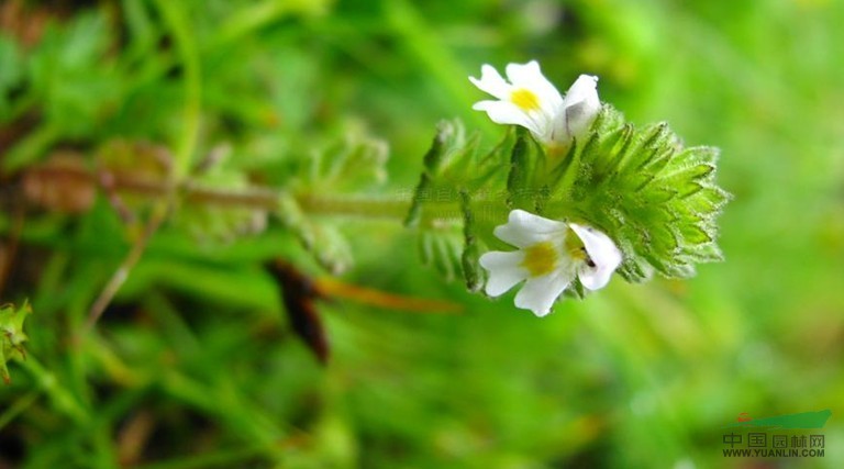 短腺小米草 