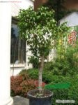 垂葉榕 細(xì)葉榕、小葉榕、垂榕、白榕