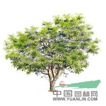 對葉榕 牛奶樹、牛奶子、多糯樹、稔水冬瓜、牛奶木、牛奶果