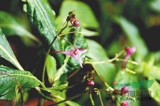 棣慕華鳳仙花 