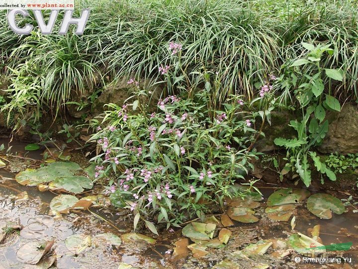 滇水金鳳 
