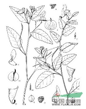 頂喙鳳仙花 
