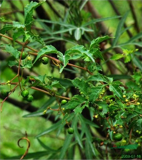掌裂蛇葡萄 掌裂草葡萄、光葉草葡萄