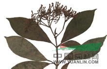 霹靂蘿芙木 