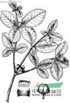 四葉蘿芙木 