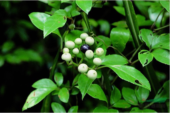 角花烏蘞莓 菱莖野葡萄、野葡萄、鉆地羊