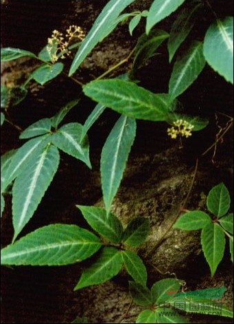 櫻葉烏蘞莓 