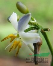山菅 