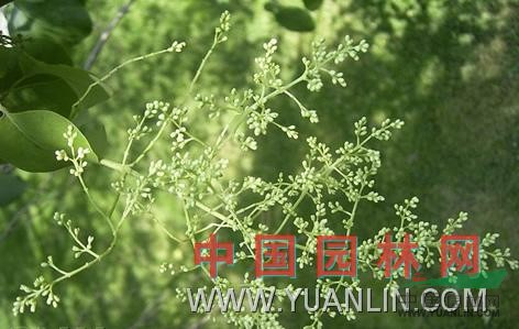 北京丁香 臭多蘿（河北）、山丁香