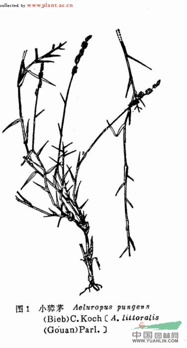 小獐毛 