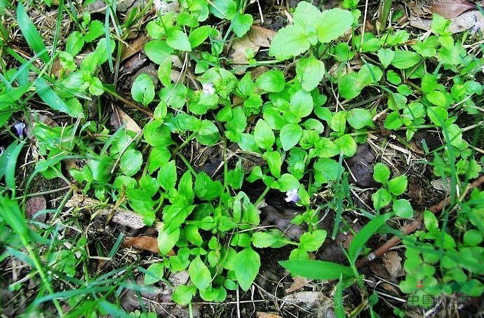 纖細(xì)通泉草 