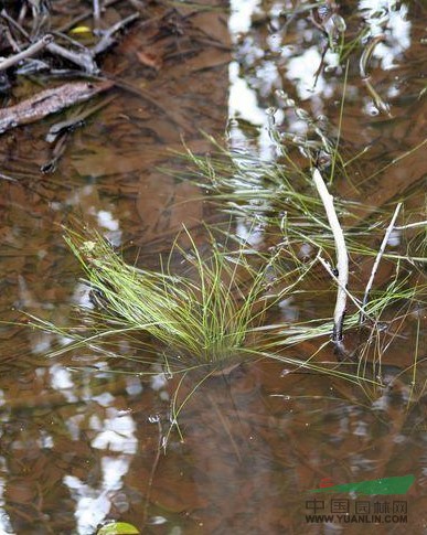 水生草 