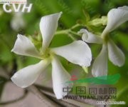 絡(luò)石 爬墻虎、鉆骨風(fēng)、棉絮繩
