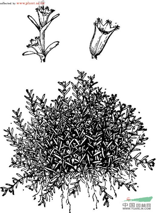 小果草 
