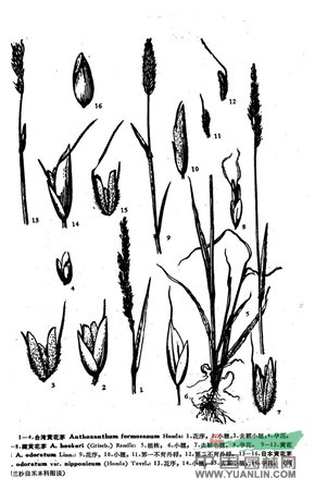 黃花茅(原變種) 