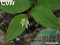 山東萬(wàn)壽竹 