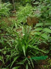 小鷺鷥草 