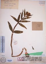 粗莖貝母 
