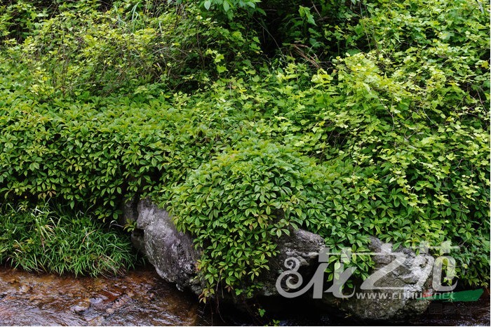 綠葉地錦 綠爬山虎、青龍?zhí)?、五盤藤、五葉壁藤