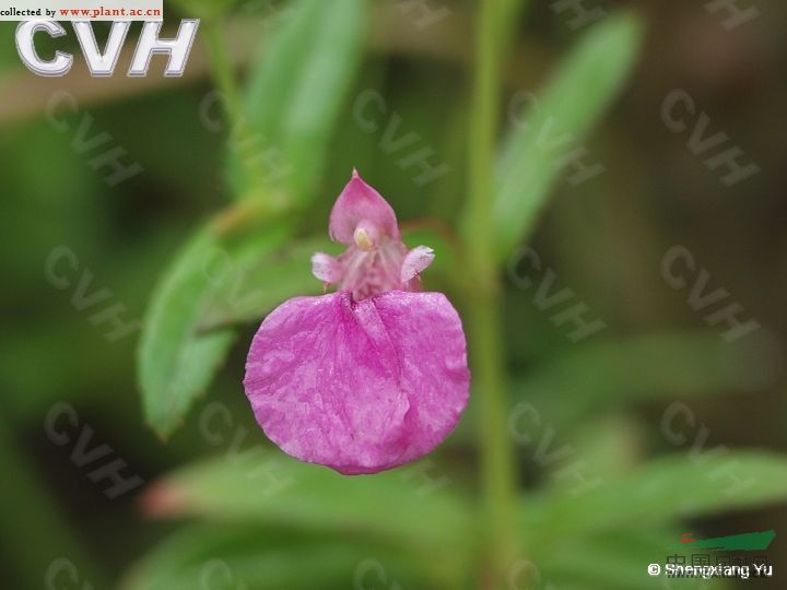 華鳳仙 