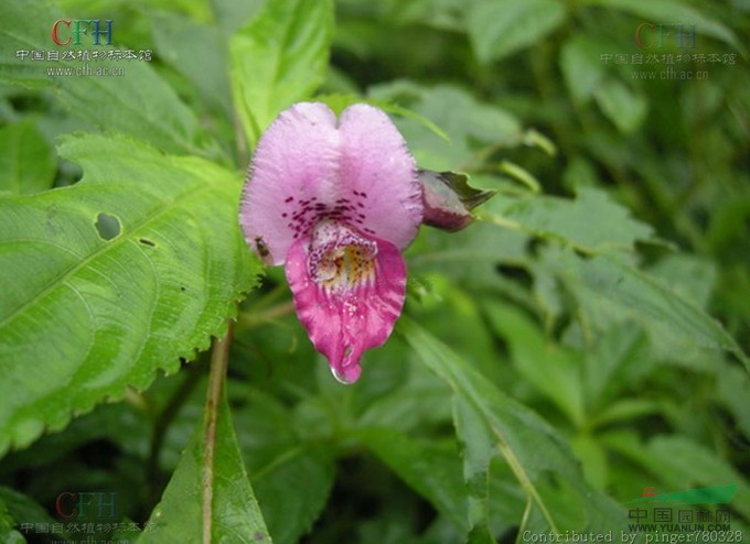 華麗鳳仙花 
