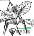 長萼鹿角藤 