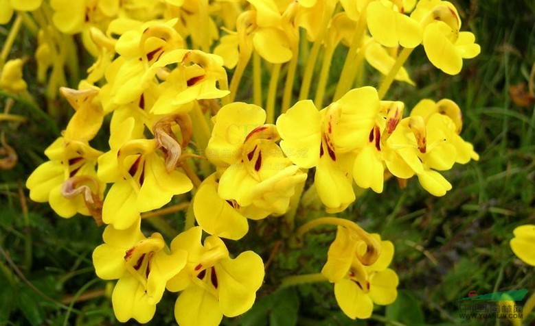 管狀長(zhǎng)花馬先蒿