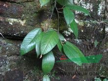爬藤榕 長葉鐵牛、小號牛奶仔、枇杷藤、抓石榕、山牛奶、風(fēng)藤、小木蓮、小葉風(fēng)藤、小葉風(fēng)繩、狹葉薛荔