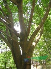 水同木 大有、豬母乳、光葉榕、空心榕、牛乳樹、水管仔 大有、豬母乳、光葉榕、空心榕、牛乳樹、水管仔
