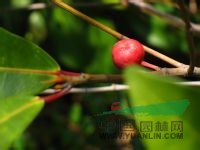 竹葉榕 狹葉榕、水稻清、竹葉牛奶樹 
