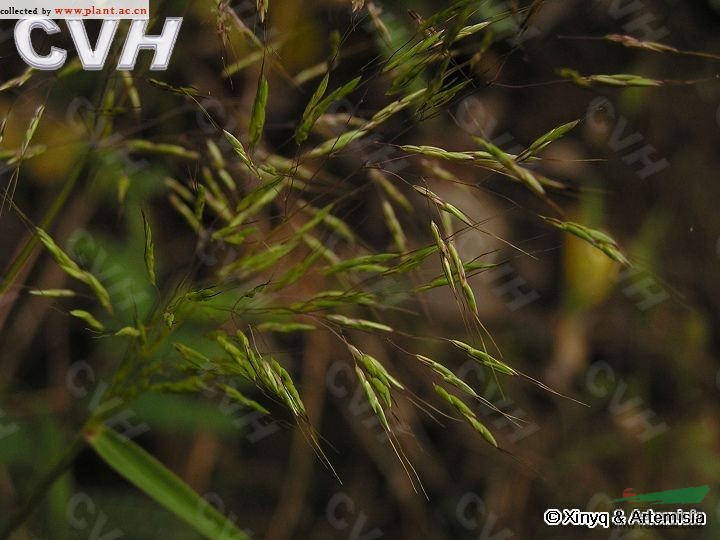 硬稈子草 