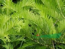 粗榧 中華粗榧杉、粗榧杉、鄂西粗榧、 中國粗榧