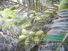 海南粗榧 薄葉篦子杉、紅殼松
