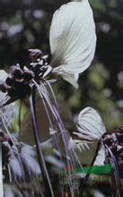蒟蒻薯 水狗仔、老虎須、山大黃、大水田七、黃牛膽