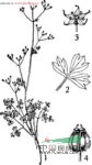 絲瓣芹 