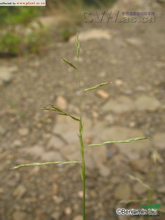 叢生隱子草 