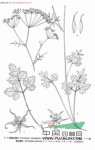 細(xì)梗絲瓣芹 