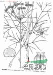 細(xì)裂條葉絲瓣芹 
