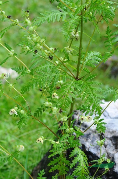 腋花馬先蒿 