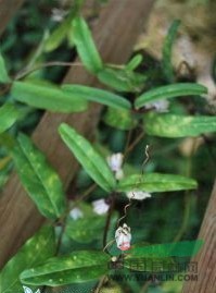 長(zhǎng)葉蛇王藤 