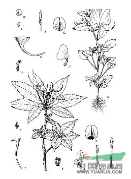 黃頭鳳仙花 