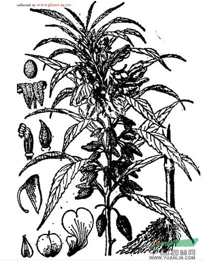 具角鳳仙花 