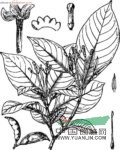 廣西狗牙花 