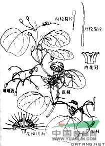 圓葉西番蓮 